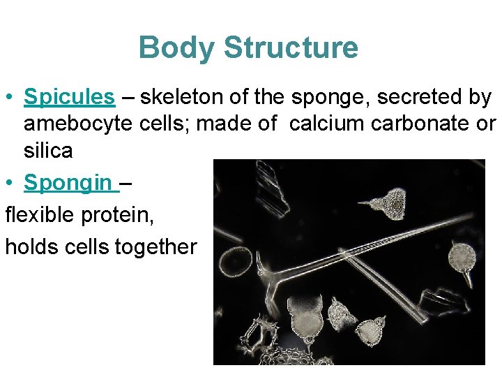 Body Structure • Spicules – skeleton of the sponge, secreted by amebocyte cells; made