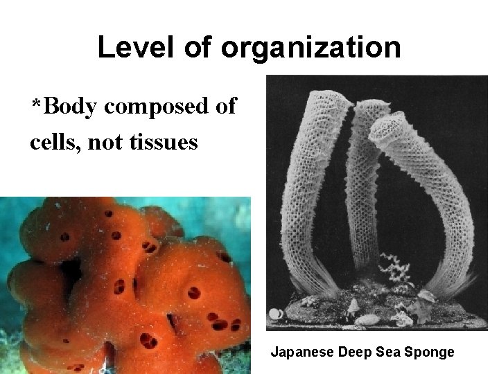 Level of organization *Body composed of cells, not tissues Japanese Deep Sea Sponge 