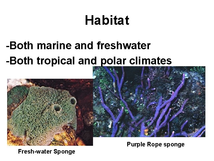 Habitat -Both marine and freshwater -Both tropical and polar climates Purple Rope sponge Fresh-water