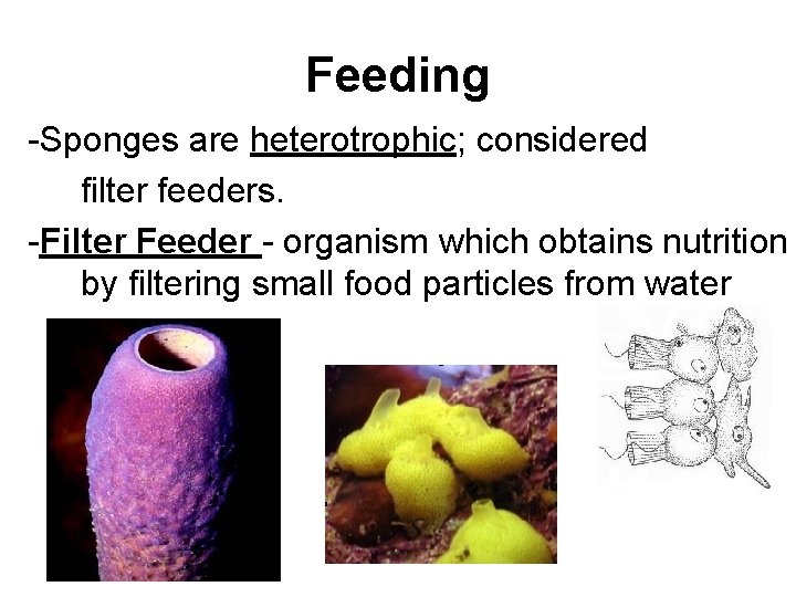 Feeding -Sponges are heterotrophic; considered filter feeders. -Filter Feeder - organism which obtains nutrition