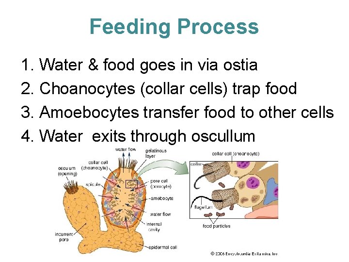 Feeding Process 1. Water & food goes in via ostia 2. Choanocytes (collar cells)