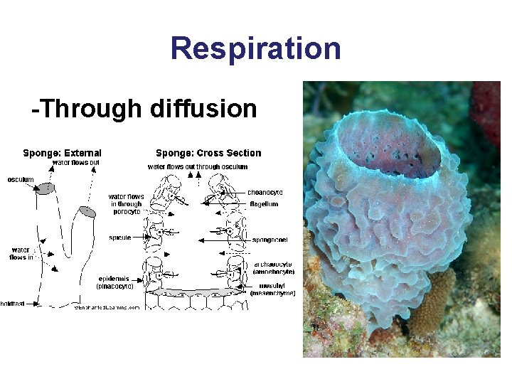 Respiration -Through diffusion 