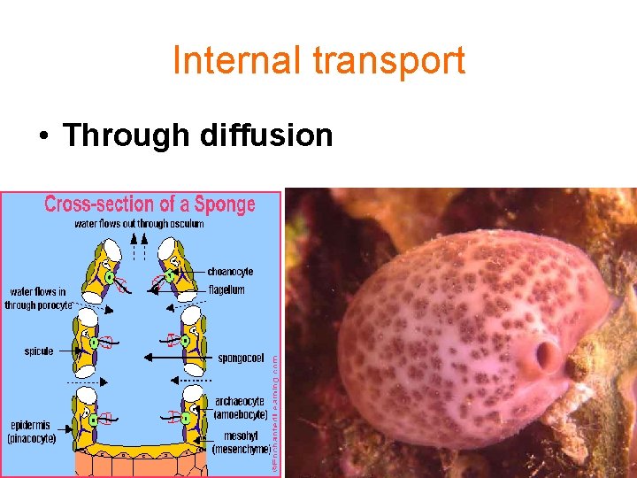 Internal transport • Through diffusion 