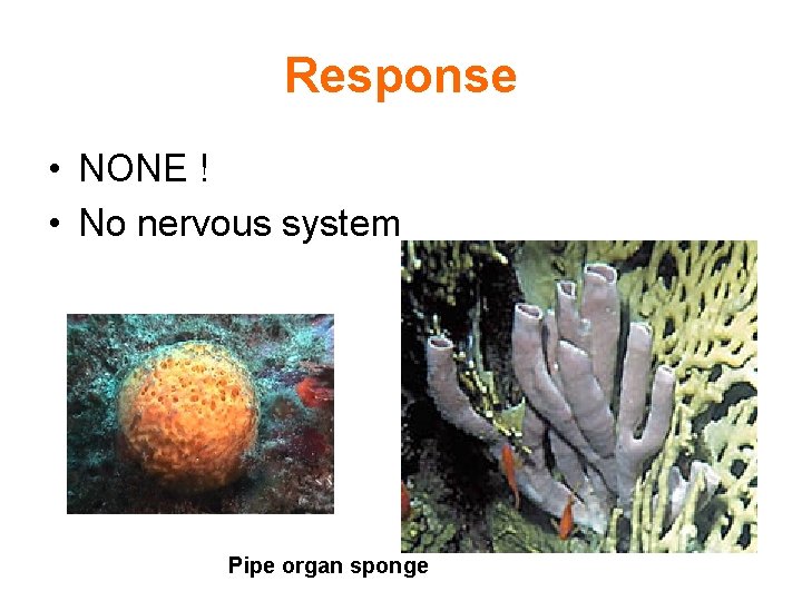 Response • NONE ! • No nervous system Pipe organ sponge 