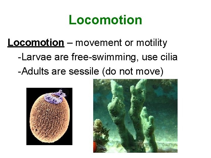 Locomotion – movement or motility -Larvae are free-swimming, use cilia -Adults are sessile (do