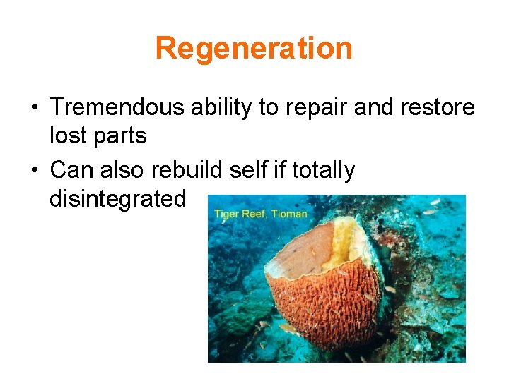 Regeneration • Tremendous ability to repair and restore lost parts • Can also rebuild