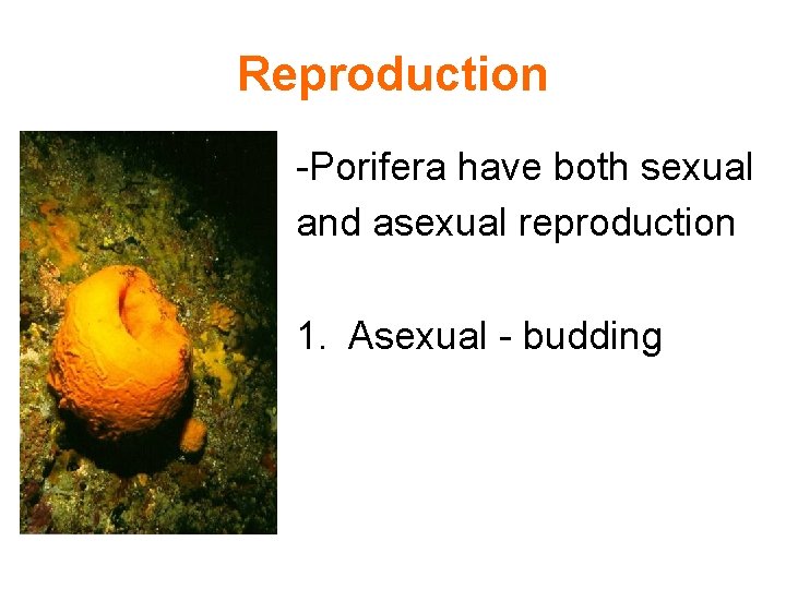 Reproduction -Porifera have both sexual and asexual reproduction 1. Asexual - budding 