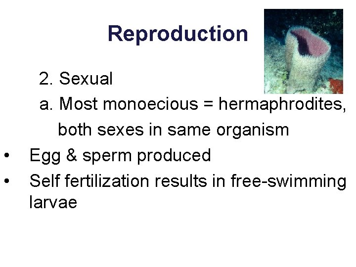 Reproduction • • 2. Sexual a. Most monoecious = hermaphrodites, both sexes in same