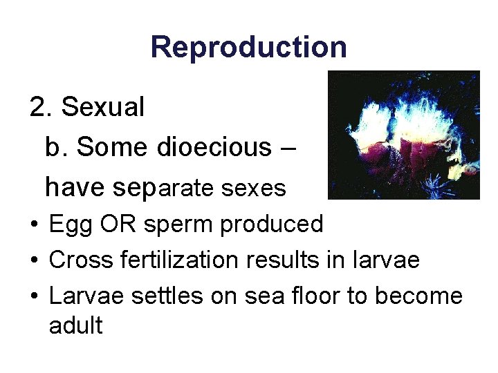 Reproduction 2. Sexual b. Some dioecious – have separate sexes • Egg OR sperm