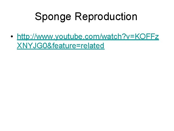 Sponge Reproduction • http: //www. youtube. com/watch? v=KOFFz XNYJG 0&feature=related 