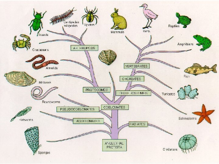 Tree of Life 