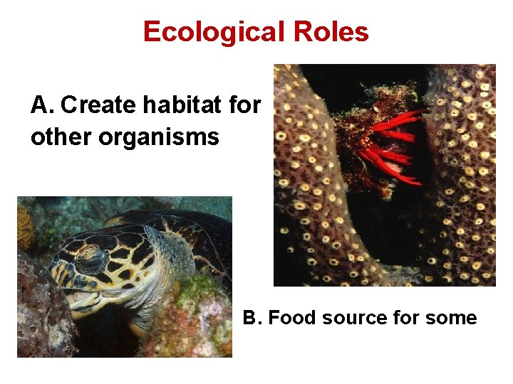 Ecological Roles A. Create habitat for other organisms A. B. Food source for some