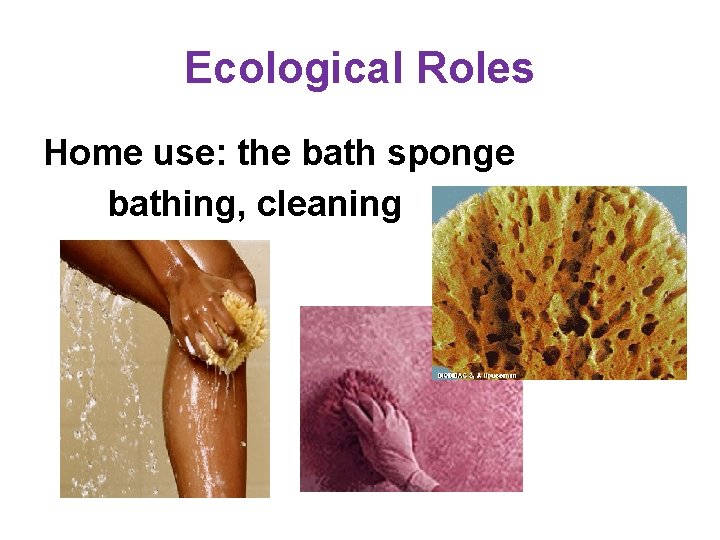 Ecological Roles Home use: the bath sponge bathing, cleaning 