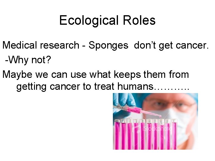 Ecological Roles Medical research - Sponges don’t get cancer. -Why not? Maybe we can