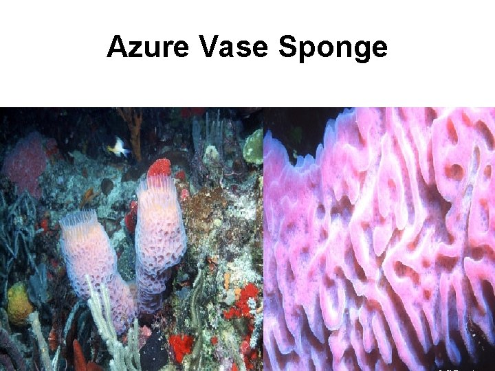 Azure Vase Sponge 