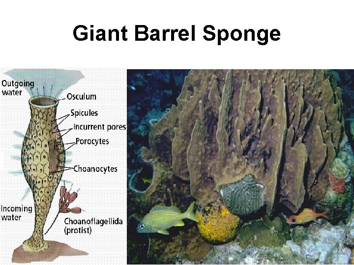 Giant Barrel Sponge 