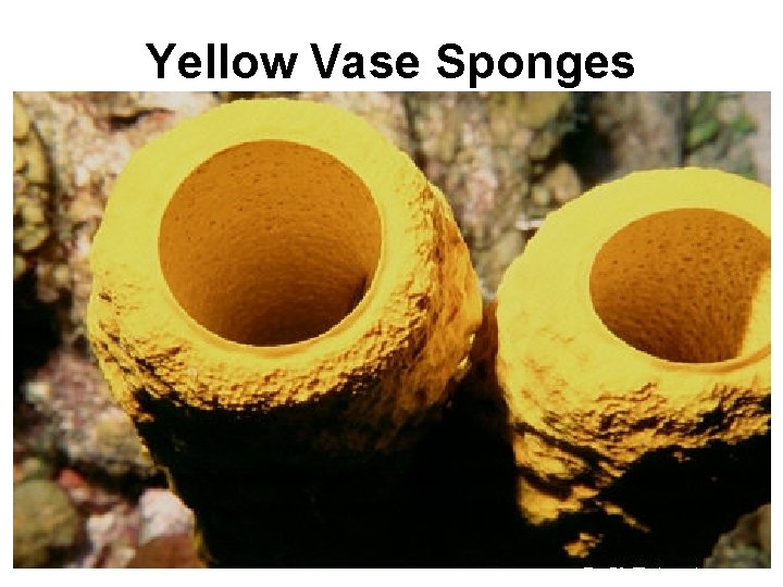 Yellow Vase Sponges 