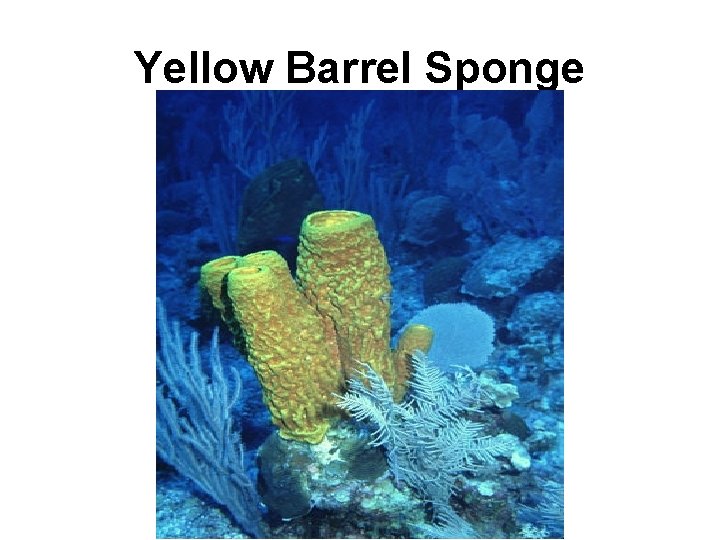 Yellow Barrel Sponge 