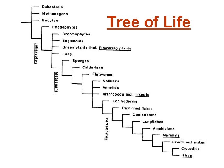 Tree of Life 