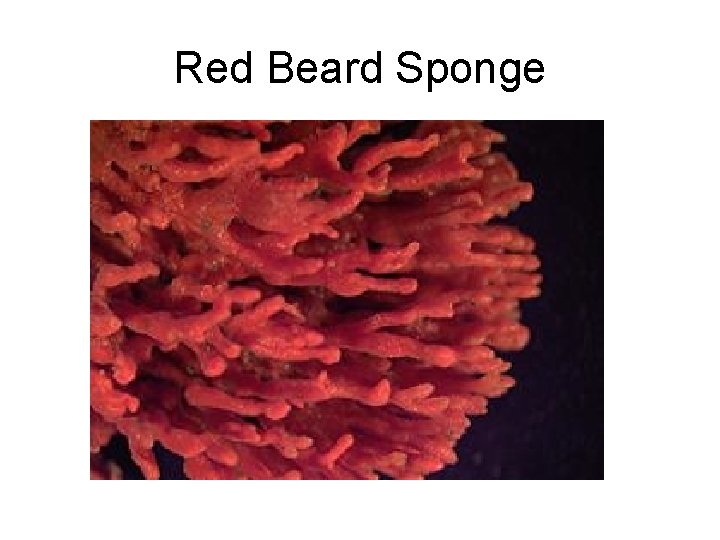 Red Beard Sponge 