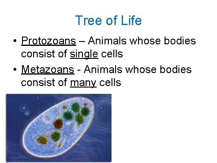 Tree of Life • Protozoans – Animals whose bodies consist of single cells •