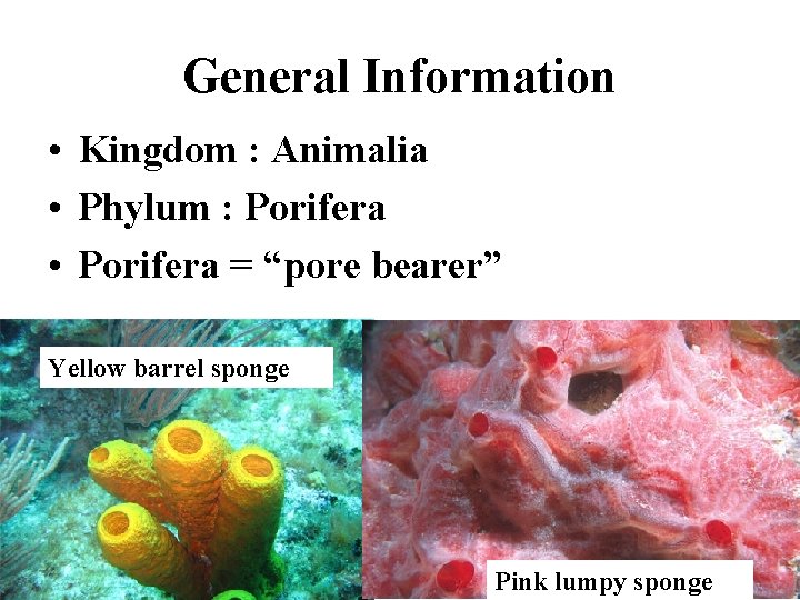General Information • Kingdom : Animalia • Phylum : Porifera • Porifera = “pore