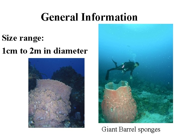 General Information Size range: 1 cm to 2 m in diameter Giant Barrel sponges