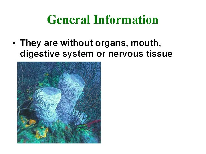 General Information • They are without organs, mouth, digestive system or nervous tissue 