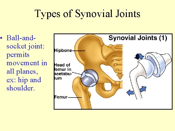 Types of Synovial Joints • Ball-andsocket joint: permits movement in all planes, ex: hip