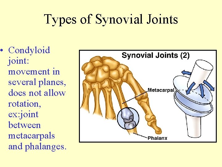 Types of Synovial Joints • Condyloid joint: movement in several planes, does not allow