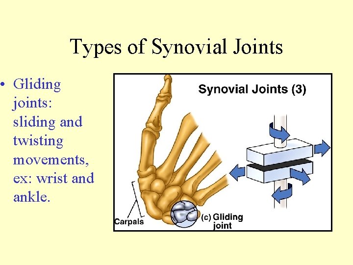 Types of Synovial Joints • Gliding joints: sliding and twisting movements, ex: wrist and