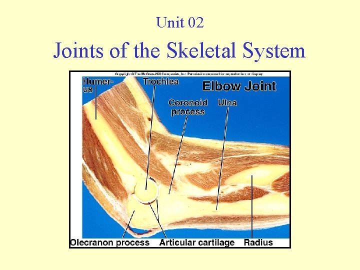 Unit 02 Joints of the Skeletal System 