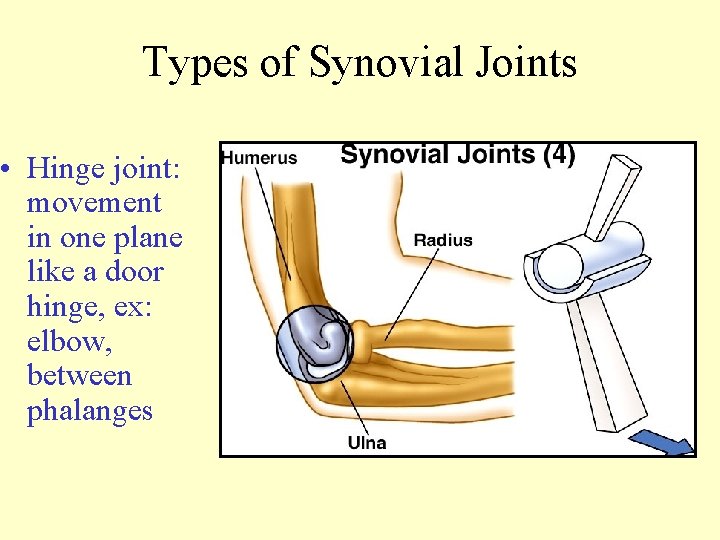 Types of Synovial Joints • Hinge joint: movement in one plane like a door