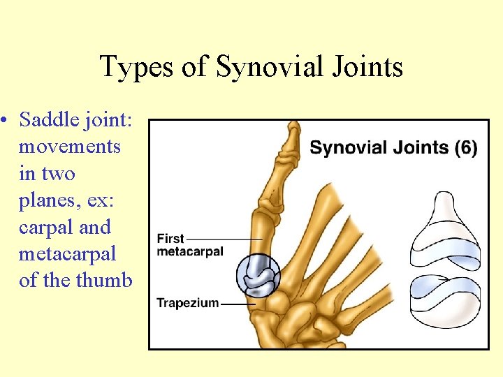 Types of Synovial Joints • Saddle joint: movements in two planes, ex: carpal and