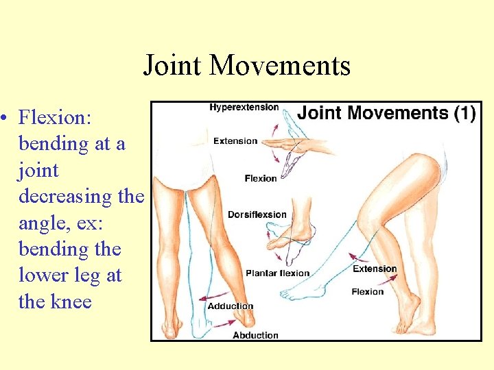 Joint Movements • Flexion: bending at a joint decreasing the angle, ex: bending the