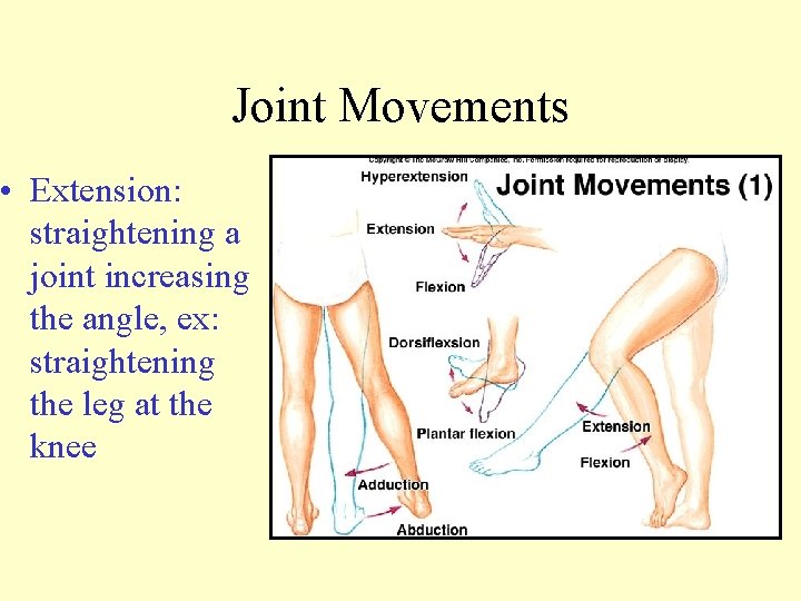 Joint Movements • Extension: straightening a joint increasing the angle, ex: straightening the leg