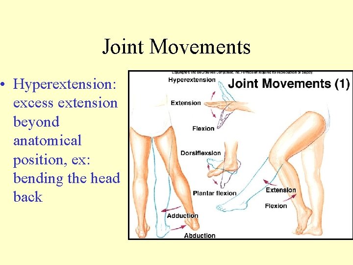 Joint Movements • Hyperextension: excess extension beyond anatomical position, ex: bending the head back