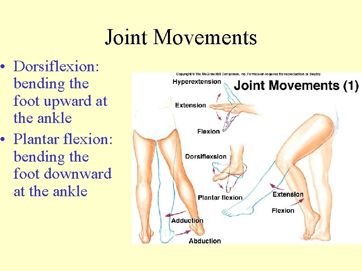 Joint Movements • Dorsiflexion: bending the foot upward at the ankle • Plantar flexion: