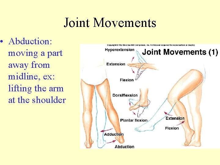 Joint Movements • Abduction: moving a part away from midline, ex: lifting the arm