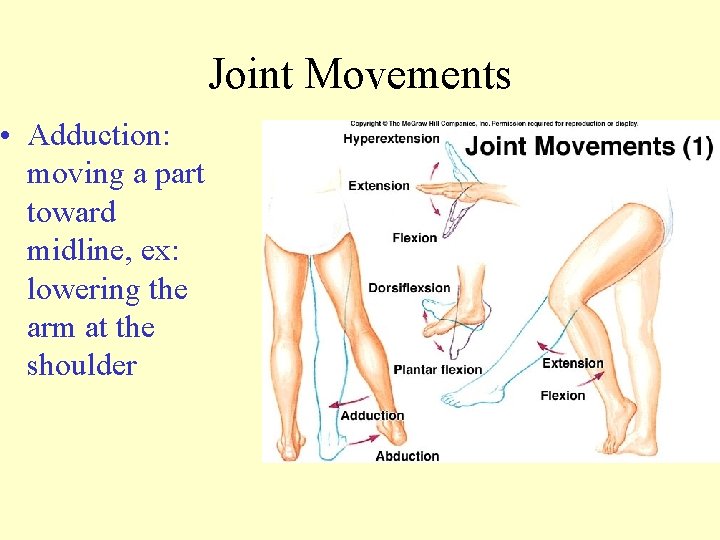  • Adduction: moving a part toward midline, ex: lowering the arm at the