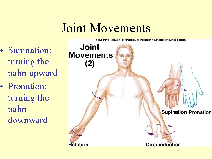  • Supination: turning the palm upward • Pronation: turning the palm downward Joint