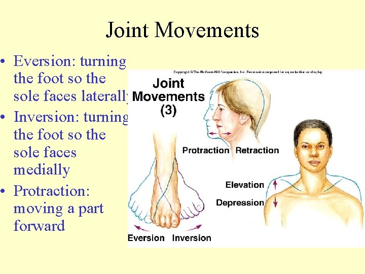 Joint Movements • Eversion: turning the foot so the sole faces laterally • Inversion: