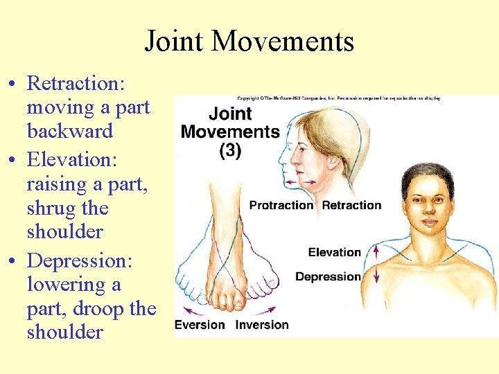 Joint Movements • Retraction: moving a part backward • Elevation: raising a part, shrug