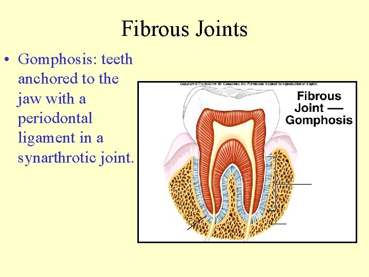 Fibrous Joints • Gomphosis: teeth anchored to the jaw with a periodontal ligament in