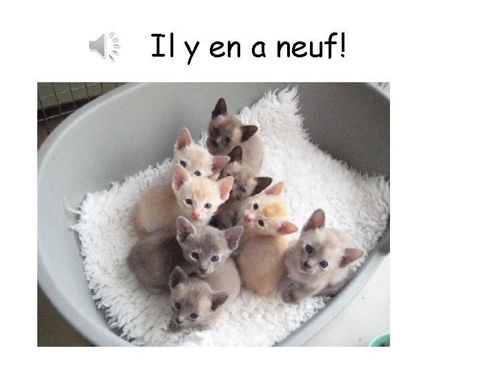 Il y en a neuf! 