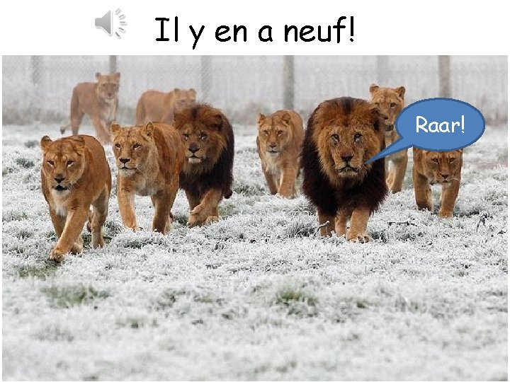 Il y en a neuf! Raar! 