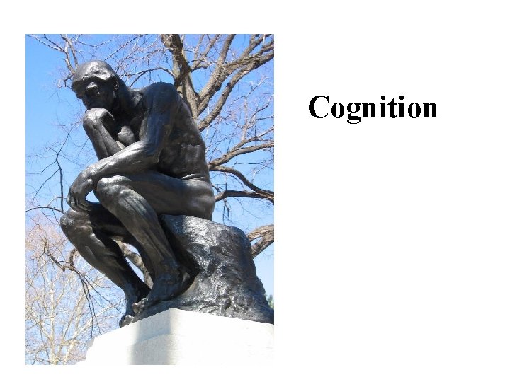 Cognition 