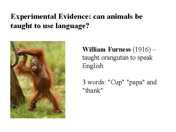 Experimental Evidence: can animals be taught to use language? William Furness (1916) – taught