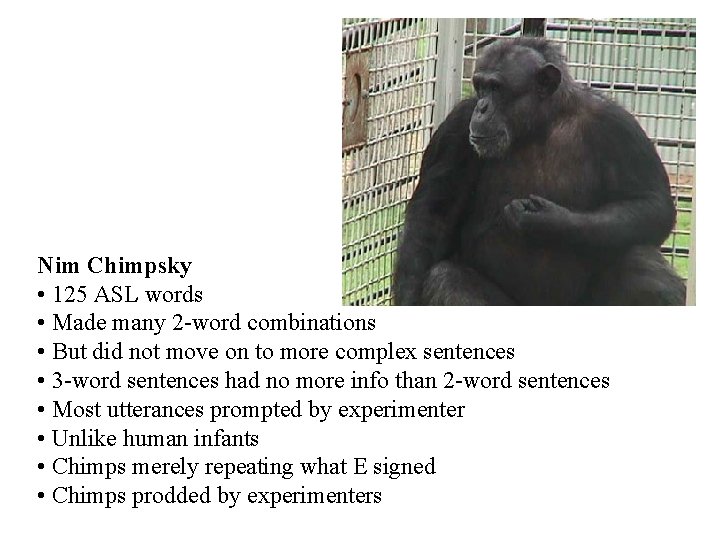 Nim Chimpsky • 125 ASL words • Made many 2 -word combinations • But