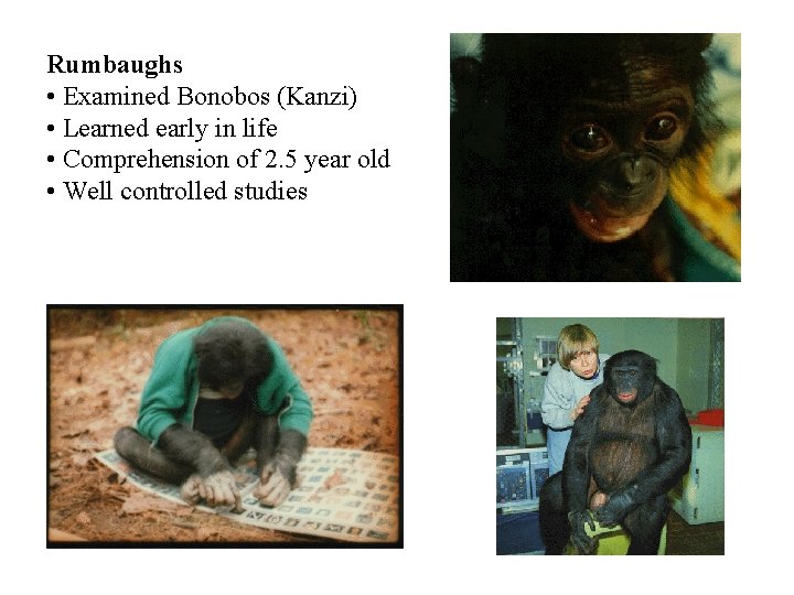 Rumbaughs • Examined Bonobos (Kanzi) • Learned early in life • Comprehension of 2.